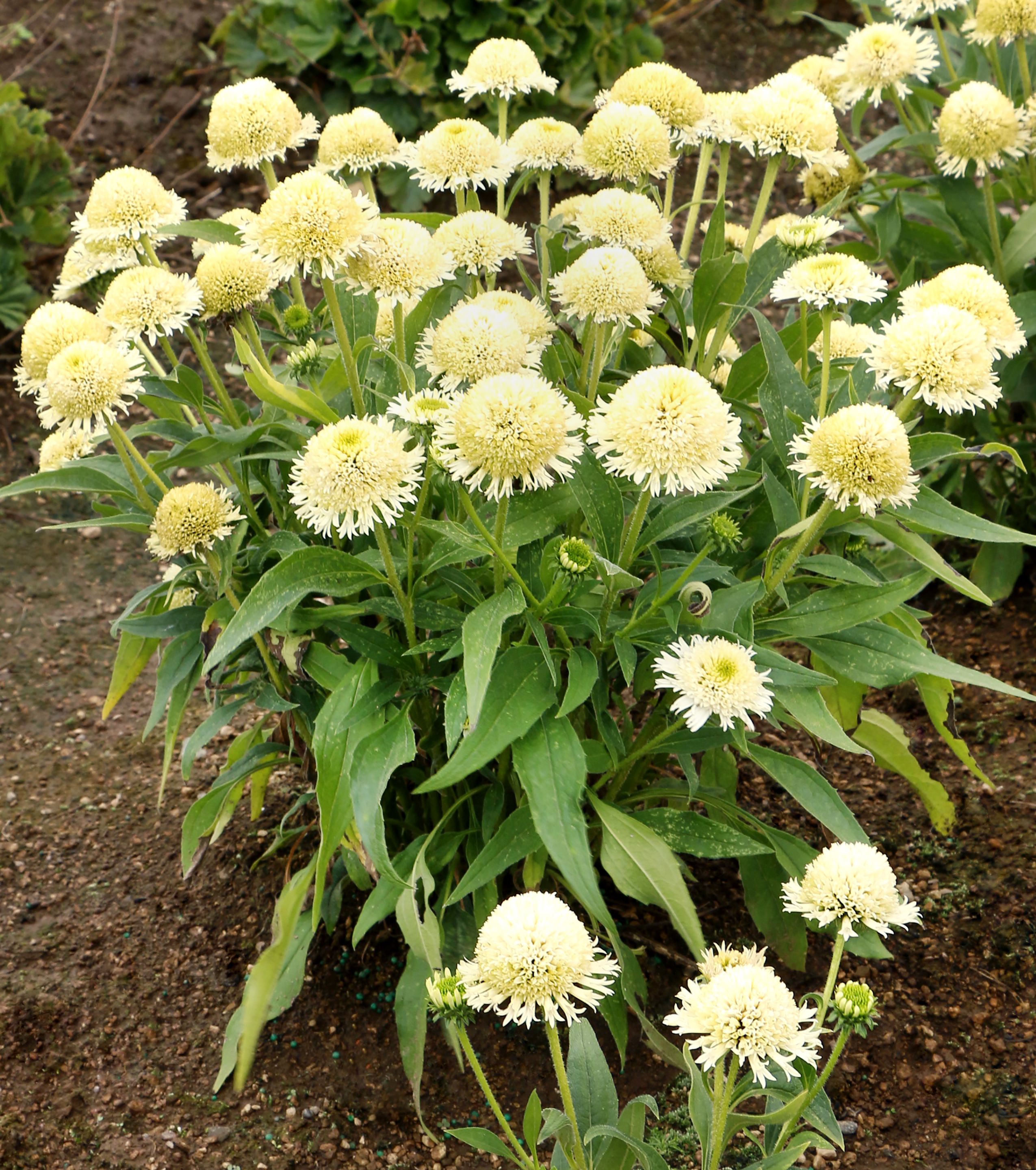 Terra Nova Nurseries announces new addition to Echinacea